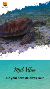 Looking for the activities that you could do while in Maldives. We offer different types of activities, like snorkeling, diving, water sports. how about meeting "Velaa" in your next trip. velaa is the local word for turtle