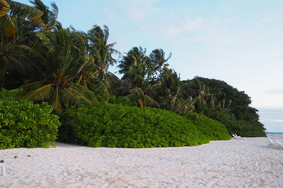 What an amazing feeling when you walk barefoot on the white sandy soft beaches of Maldives. feels the Maldives vibe. 