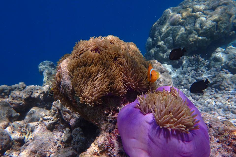 The beauty of Maldives lies not on the surface but the underwater beauty is breadth taking. Only Maldives local travel agents can escort you to the popular points for your diving and snorkeling. 