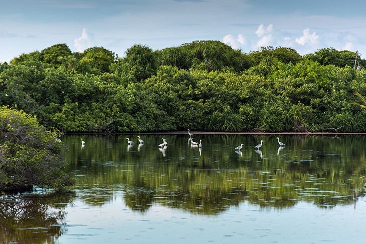 The second largest wetland in the Maldives in Addu City Nature Park