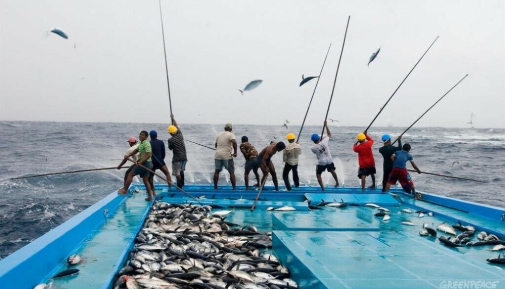 Fishing in Addu City. Fishing is among the major economic activity in the city