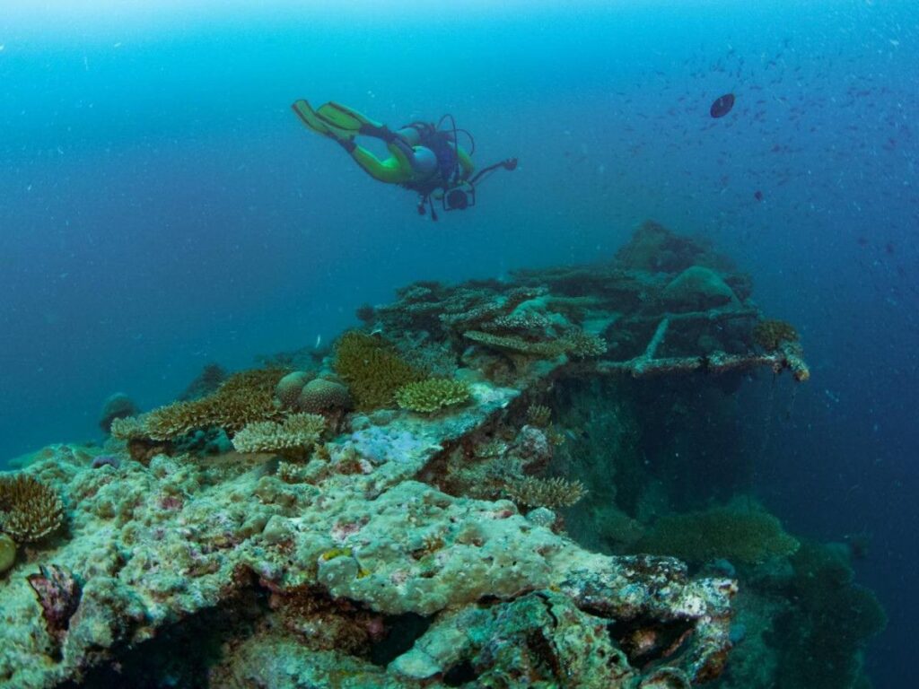 The popular shipwreck, British Loyalty at Addu City. visit to experience the Tiger Shark Diving in Addu City