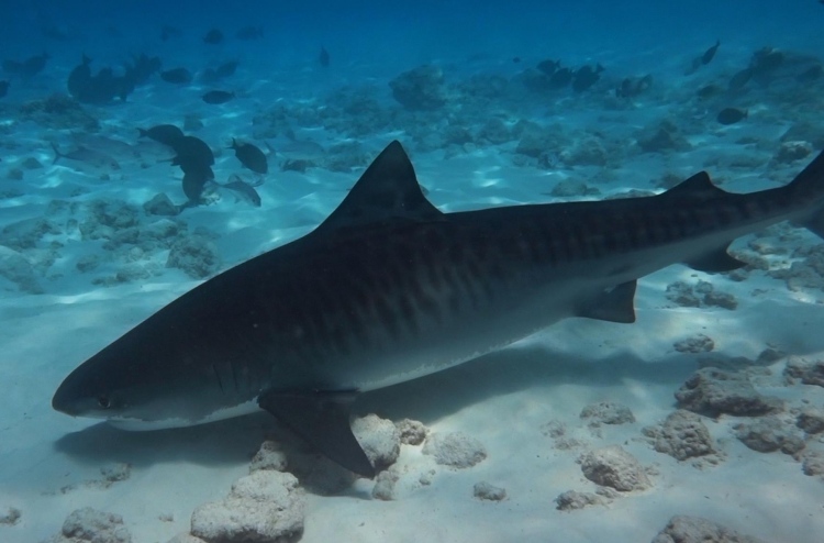 do you love to dive with tiger sharks. tiger shark diving in Addu city is the most popular activity.