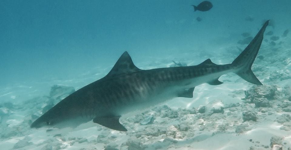 Tiger shark diving in Addu City is all year round. visit at your convenience. 