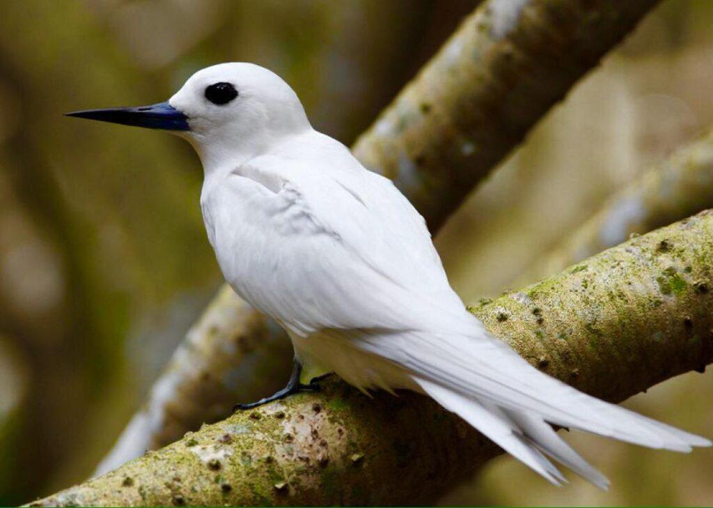 White Tern is the symbol of Addu City. Locally known as Dhondheena